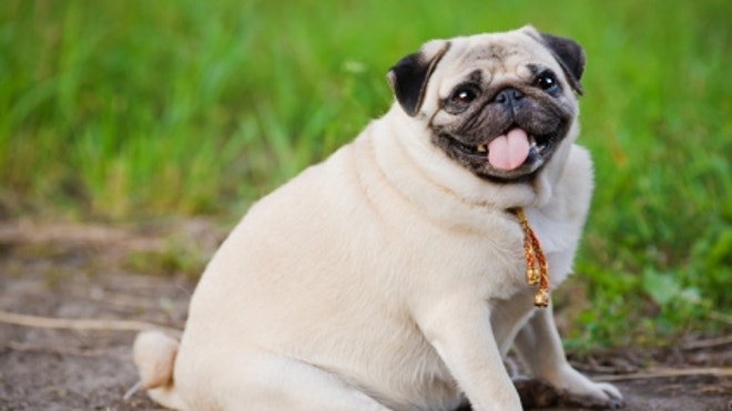 Fat Pug.JPG